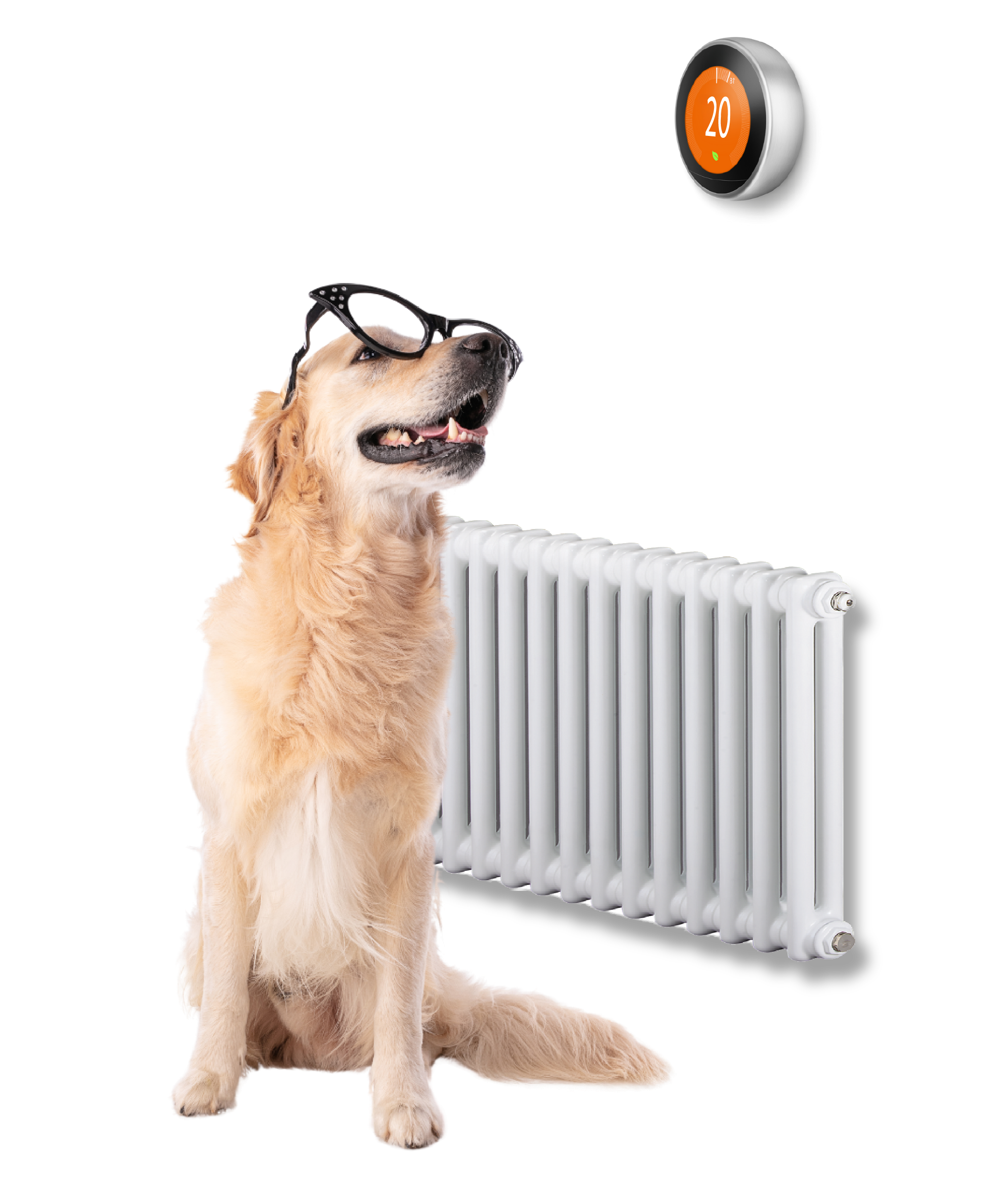 Dog wearing glasses, looking at a thermostat