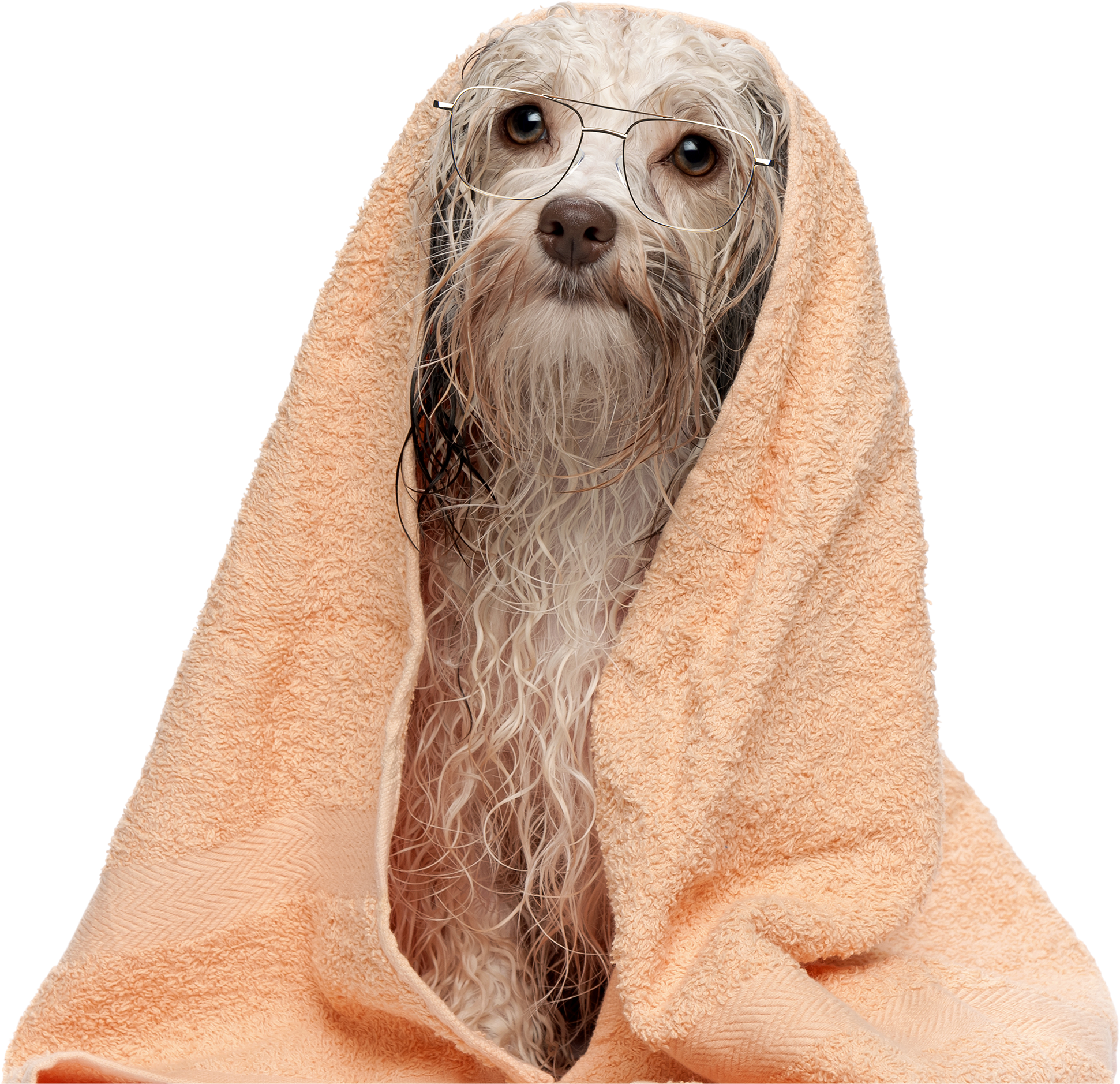 Wet dog wrapped in a towel