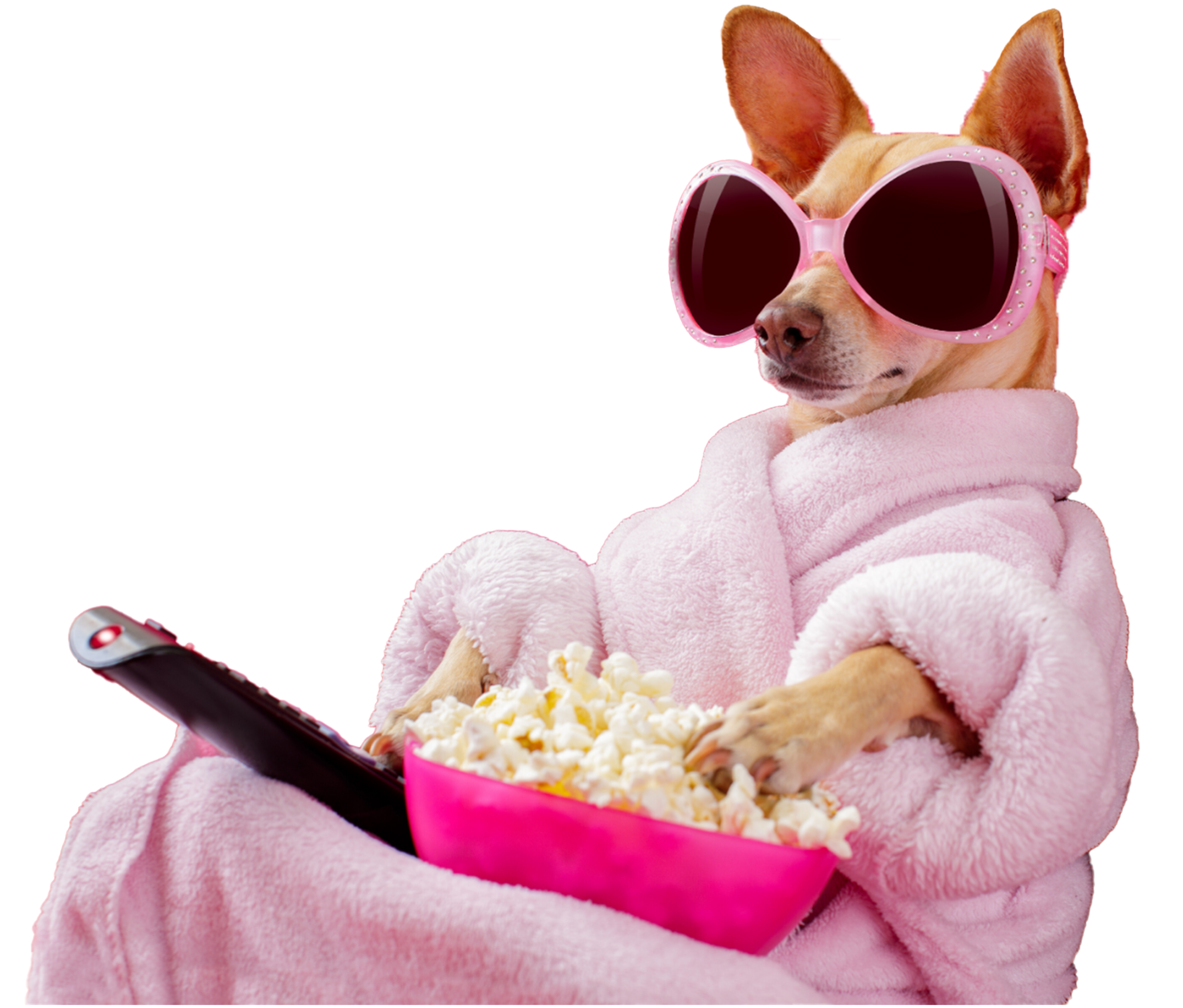Dog holding popcorn and a remote control