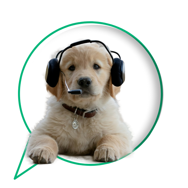 Support plus dog with headphones.