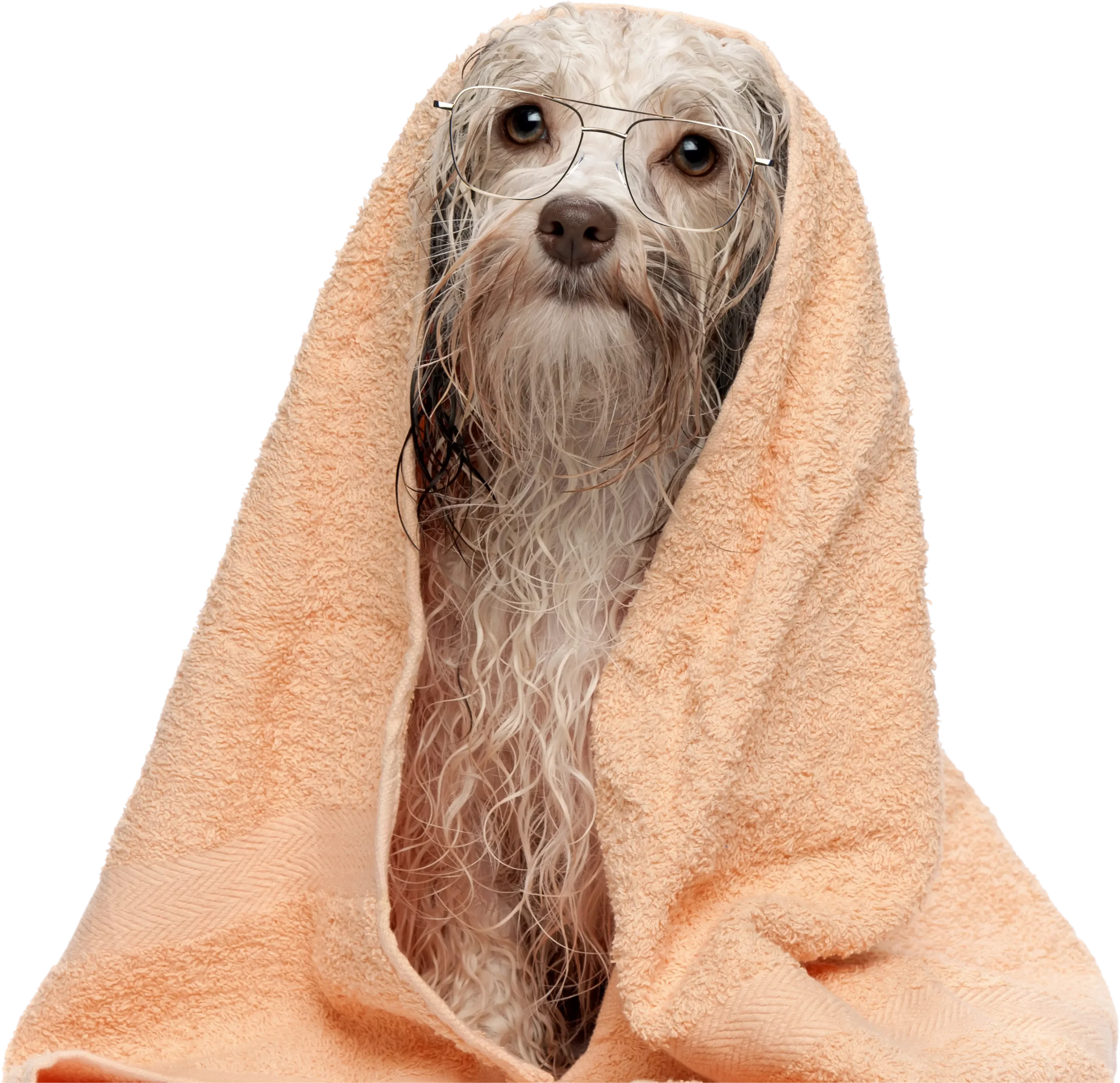 Wet dog wearing glasses and covered wit a towel.