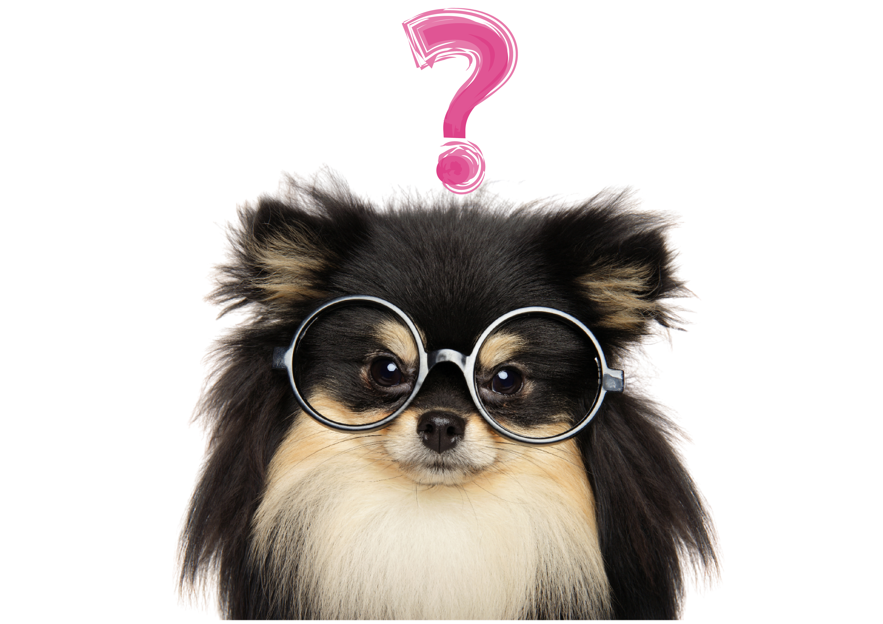 Dog wearing glasses with a question mark above its head.