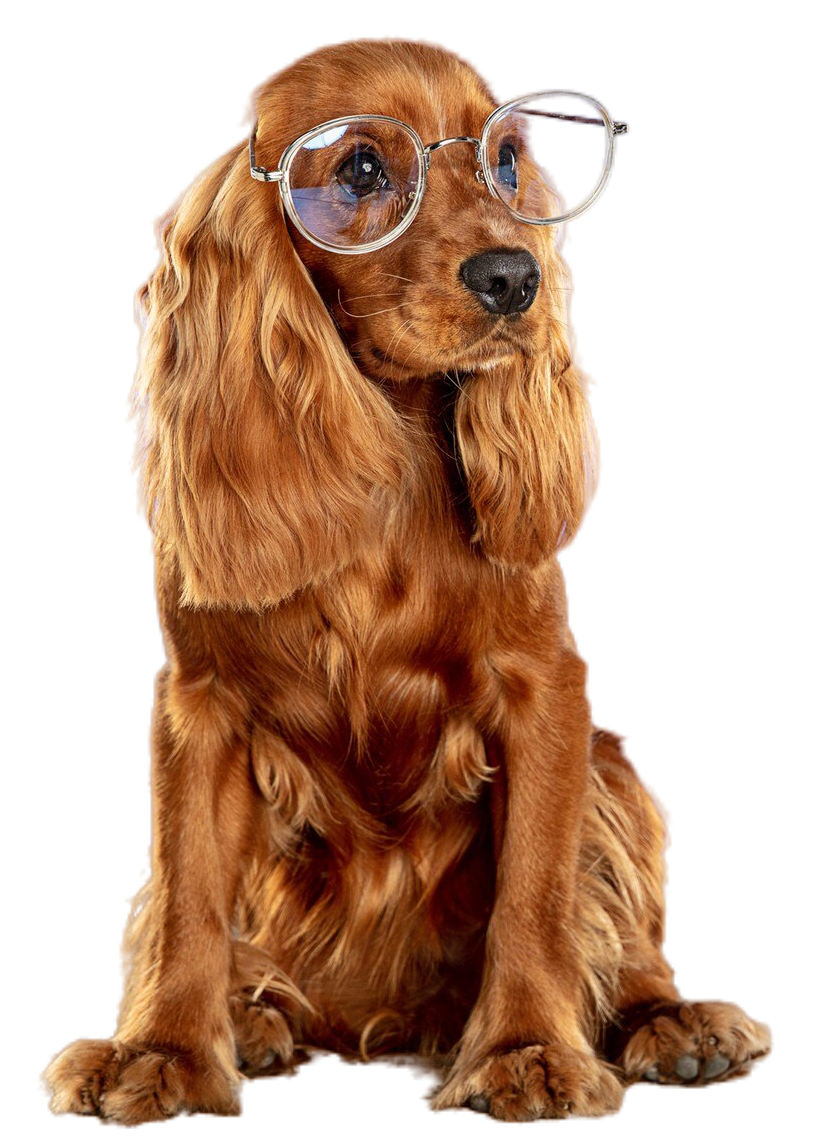 cocker spaniel with glasses